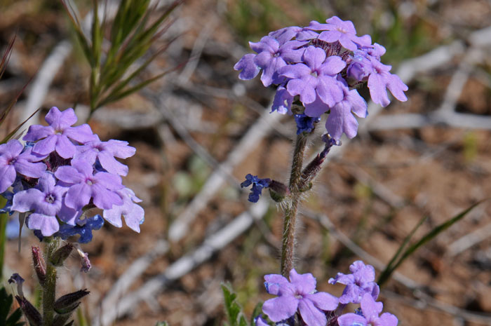 Dakota Mock Vervain has showy flowers, pink to purple to bluish; stems and leaves and lightly pubescent. Glandularia bipinnatifida Dakota Mock Vervain has showy flowers, pink to purple to bluish; stems and leaves and lightly pubescent. Glandularia bipinnatifida